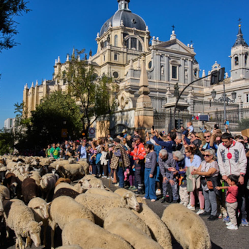 Un rebaño de ovejas recorre el centro de Madrid, España, durante el desfile anual de la trashumancia en defensa de los antiguos derechos de pastoreo y migración.