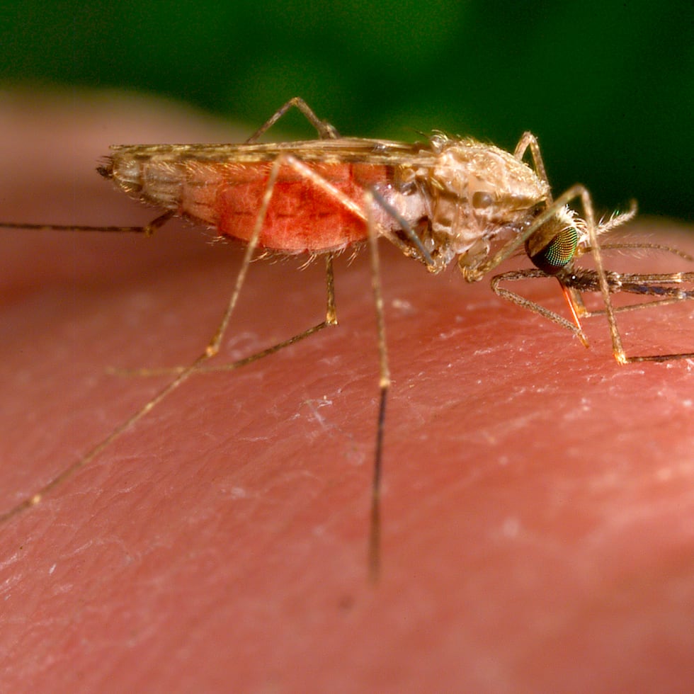 Esta fotografía de 2014 facilitada por los CDC muestra una hembra del mosquito Anopheles gambiae mientras se alimenta.