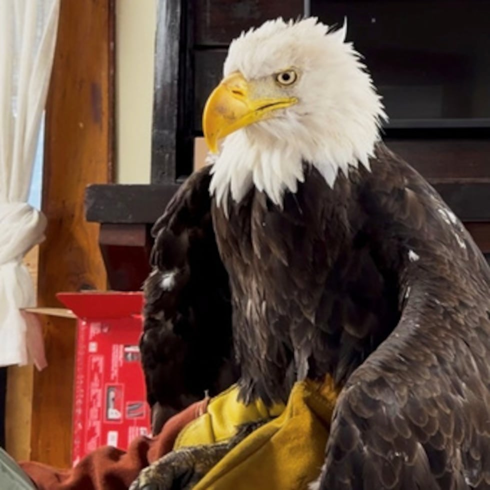 ARCHIVO - Jackie, el águila calva, es examinada el 18 de julio de 2026 en el Centro de Rescate de Rapaces de San Dimas, dependiente de Parques del Condado de Los Ángeles, en San Dimas (California). (Centro de Rescate de Rapaces de San Dimas, dependiente de Parques del Condado de Los Ángeles, vía AP, archivo)