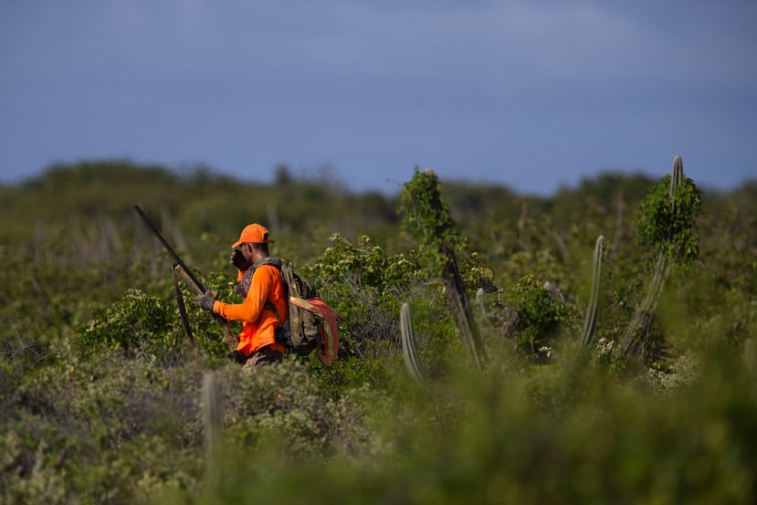 Los cazadores acuden a la Isla de Mona en esta temporada para cazar cerdos y cabros. (GFR Media)