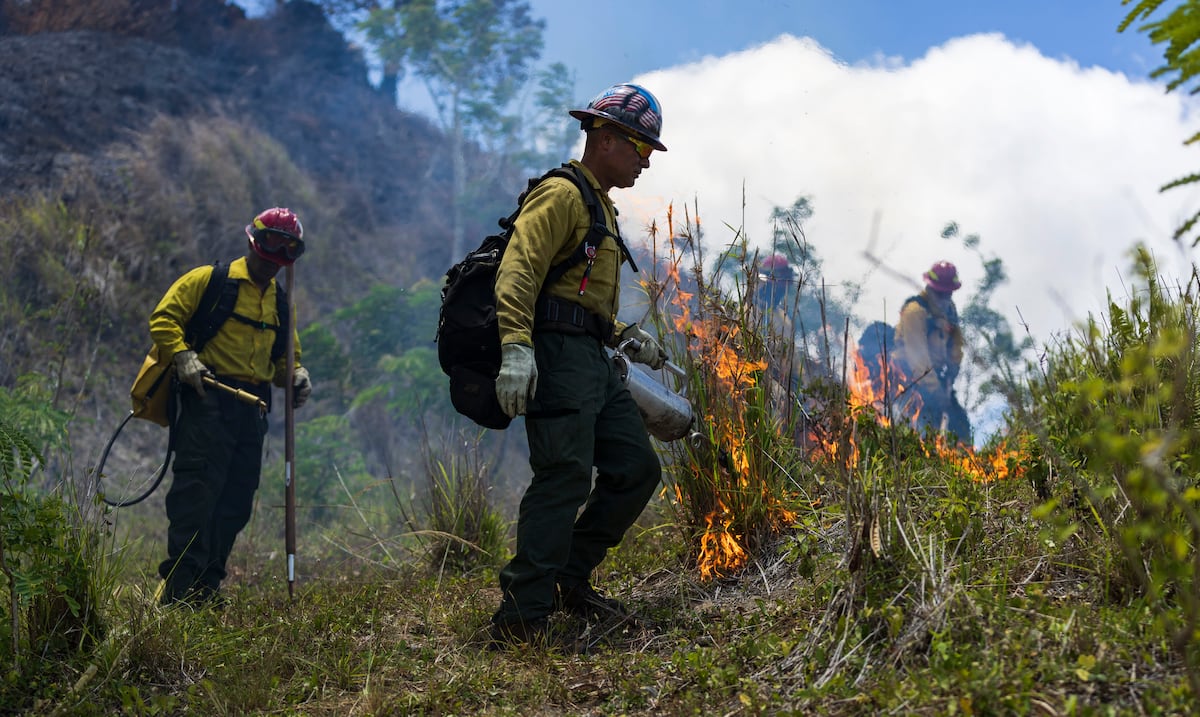 Temporada atípica dispara incendios forestales en Puerto Rico con 1,113 casos en 2026