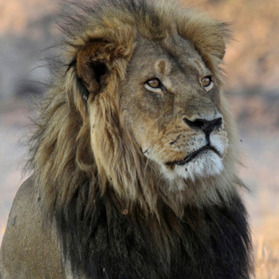 Los casos fueron reportados en el Área de Conservación de Ngorongoro, declarada Patrimonio de la Humanidad por la Unesco.