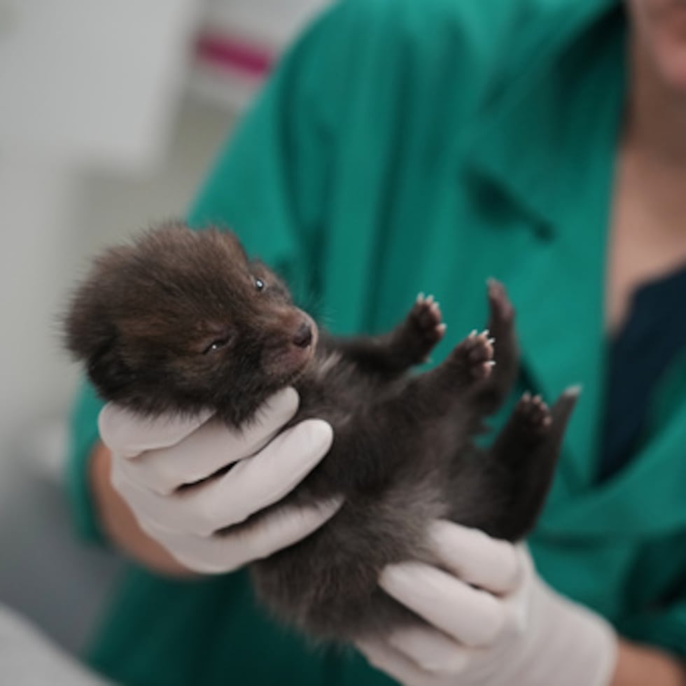 Un cuidador de animales atiende a una cría de zorro en el Hospital Veterinario de Fauna Salvaje de Maisons-Alfort.