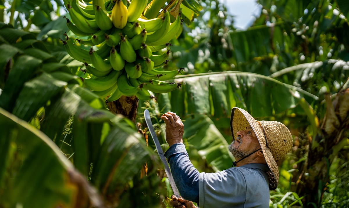 Estudio: Puerto Rico puede lograr seguridad alimentaria cultivando seis productos clave