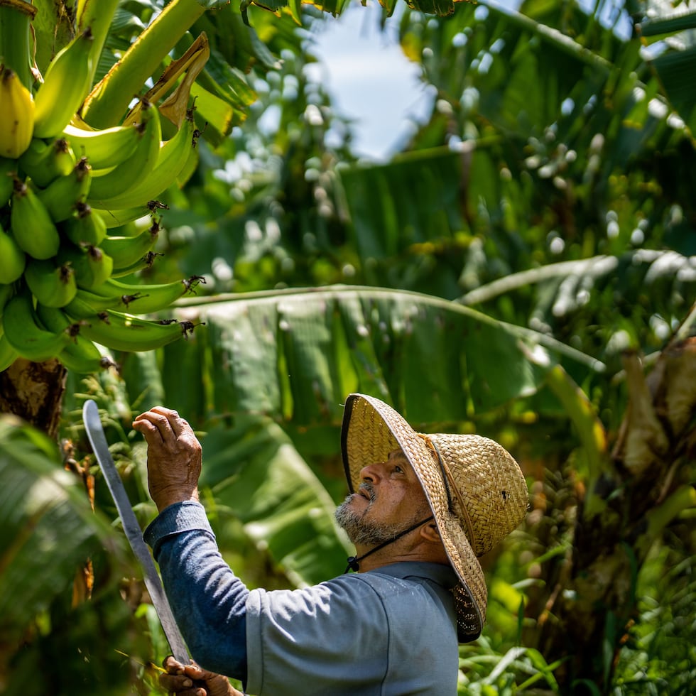 The study also notes that in 2022, the island imported $4,609.3 million worth of food, and more than 75% of its consumption came from abroad.