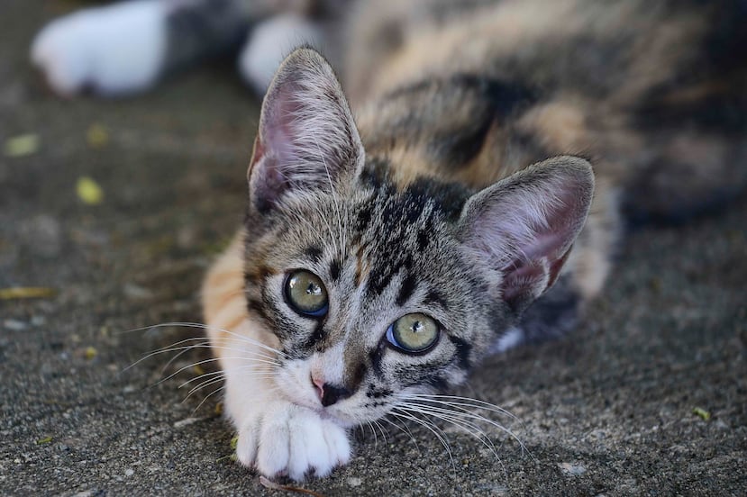 “Si tú remueves todos esos gatos de allí, los que estaban en la periferia -que no entraban porque no los dejaban-, van a entrar. Nunca van a terminar de recoger gatos”, aseguró la mujer quien también trabajó como voluntaria de la organización Save a Gato.