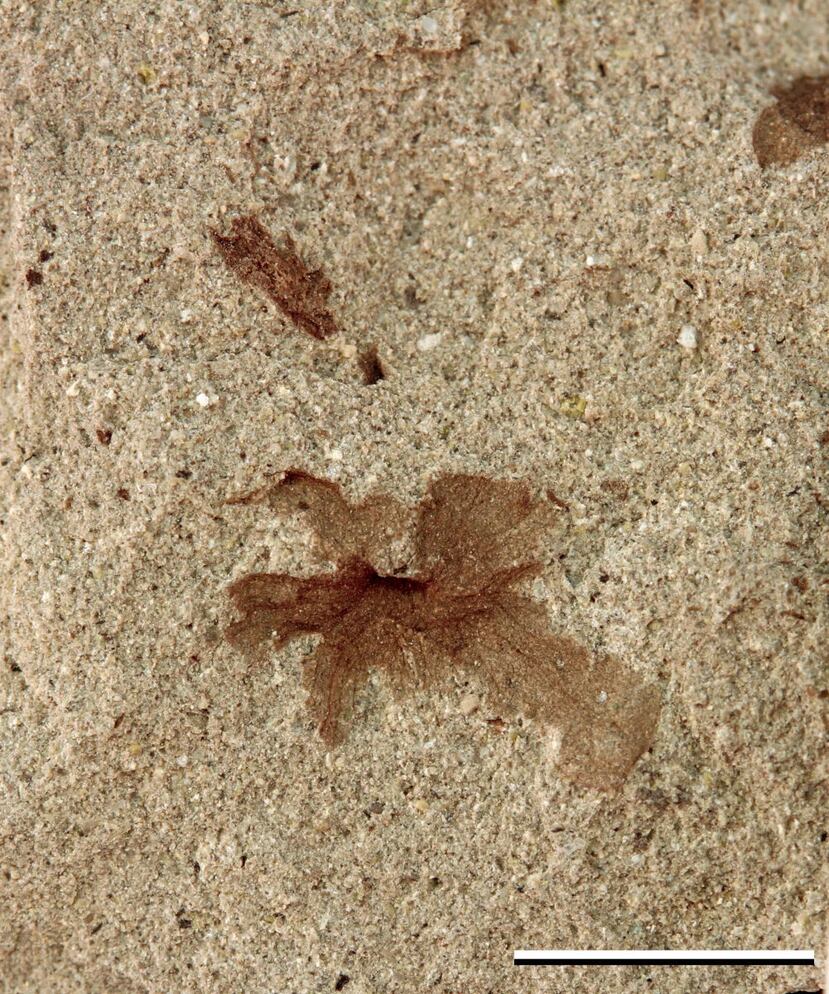 La nueva especie de flor prehistótica: Patagoflora minima.
