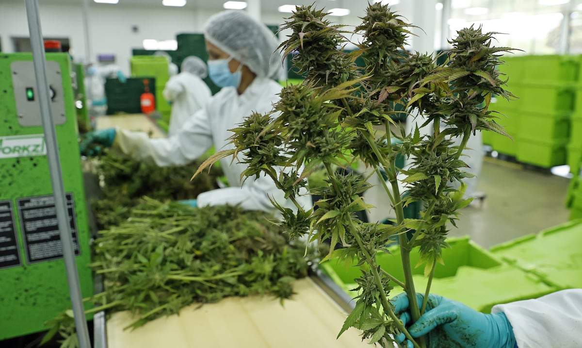 Gobierno federal reclasifica la marihuana medicinal: ¿qué significa para Puerto Rico?