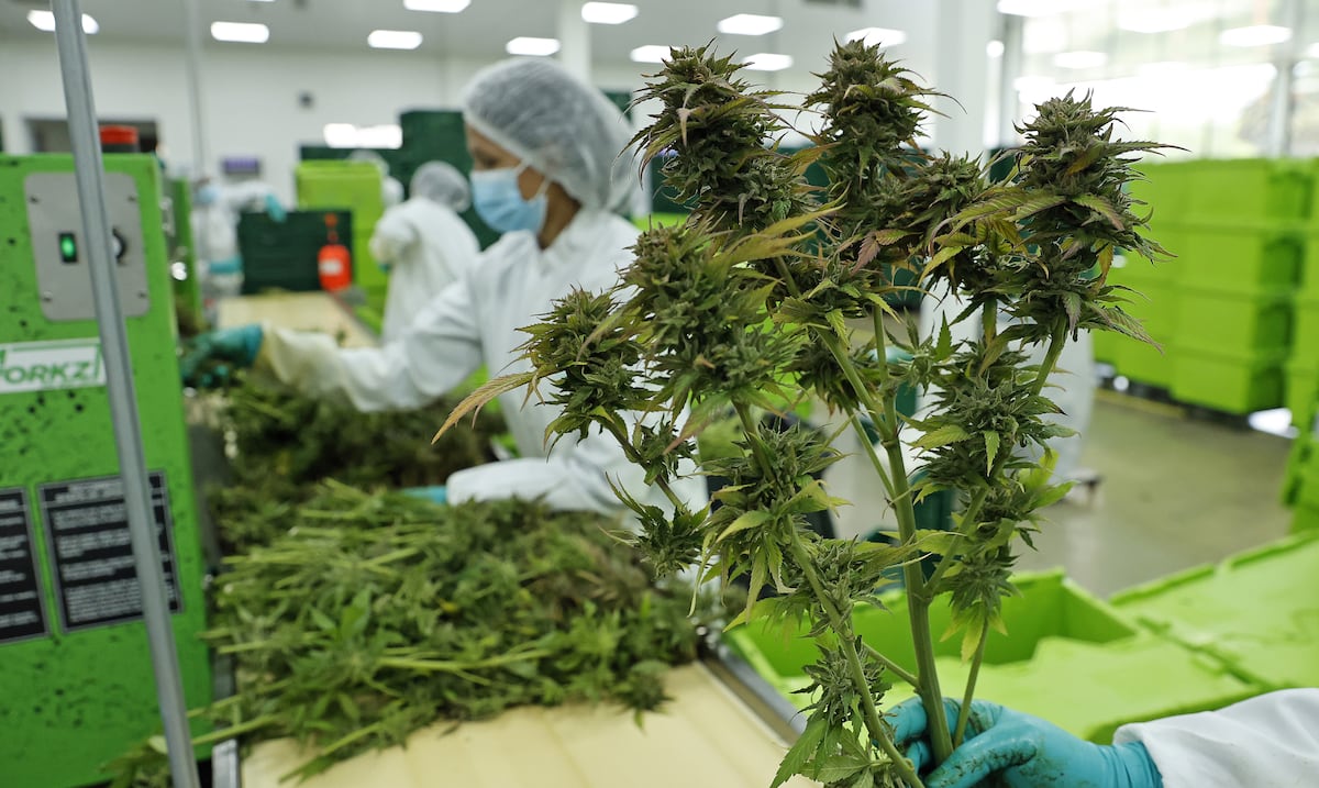 Federal government reclassifies medical marijuana: what does it mean for Puerto Rico?