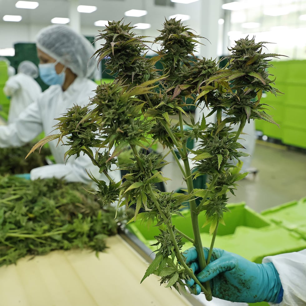 El reconocimiento a las propiedades medicinales de la planta debería facilitar la investigación en instituciones que reciban fondos federales.