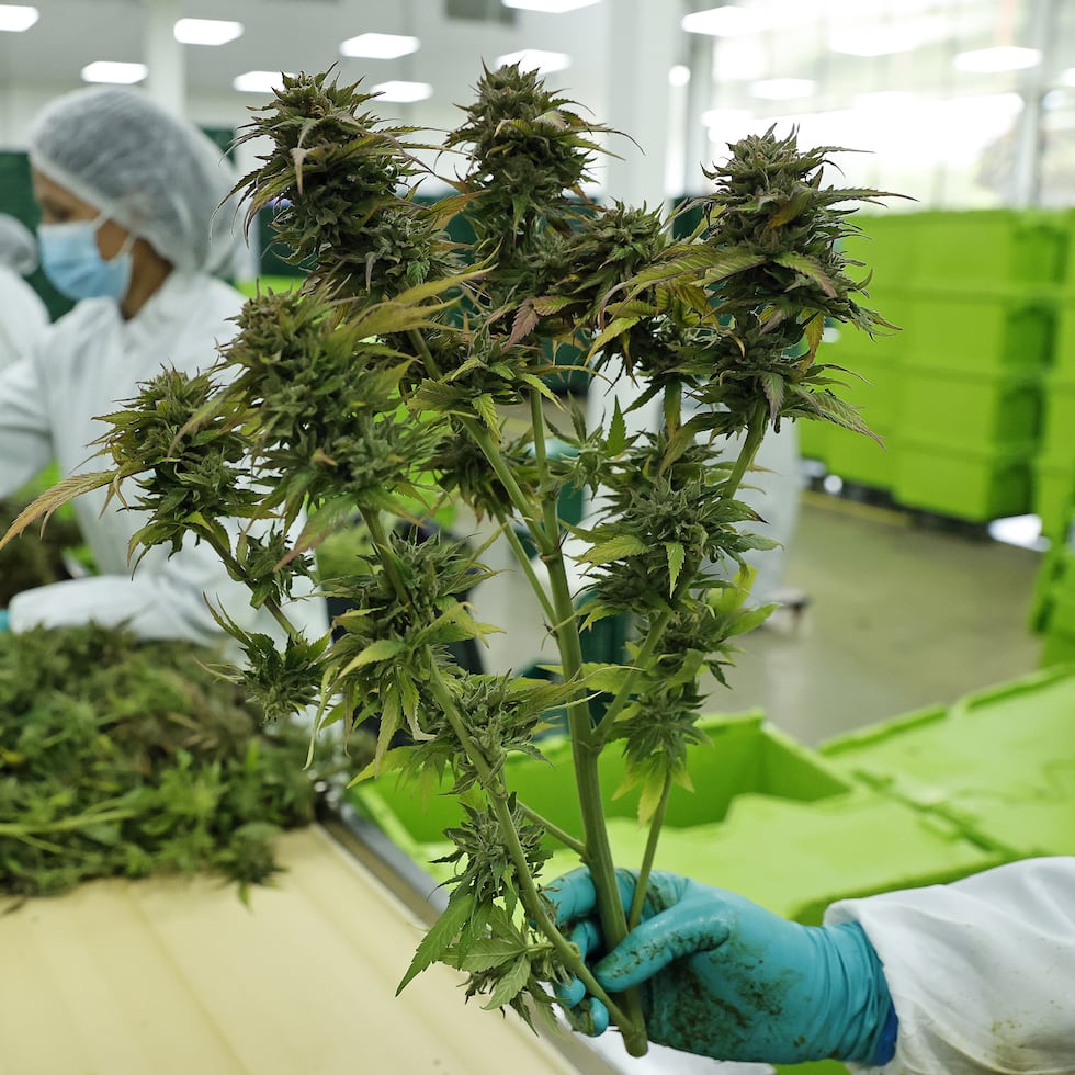 At least two dozen states also admit its recreational use, despite the fact that, at the federal level, marijuana has been a banned substance since 1937.