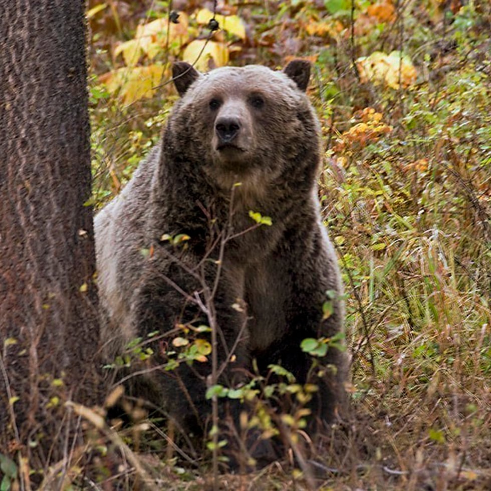 Un oso grizzly cerca de Camas, en el noroeste de Montana. (vía AP, archivo)