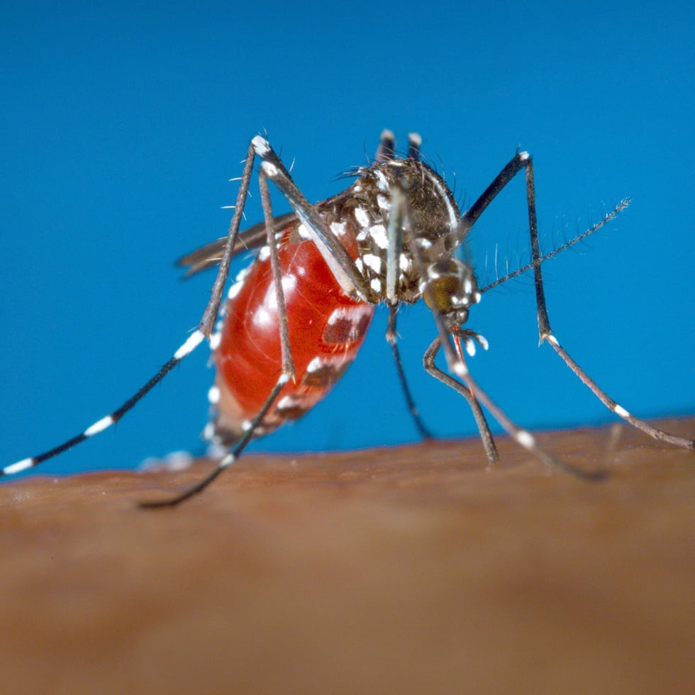 Una imagen de archivo de unos mosquitos.