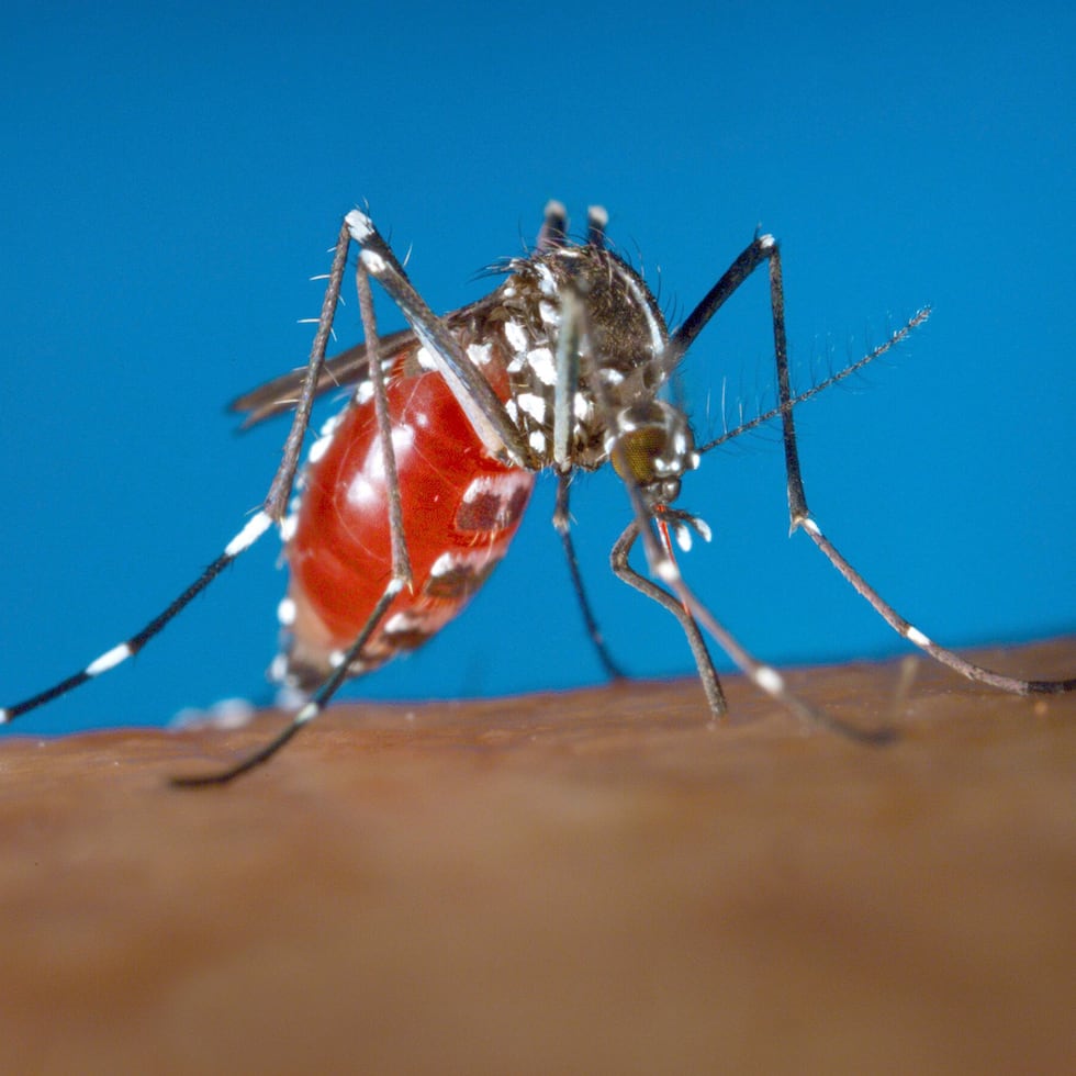 Dengue is transmitted by the "Aedes aegypti" mosquito.