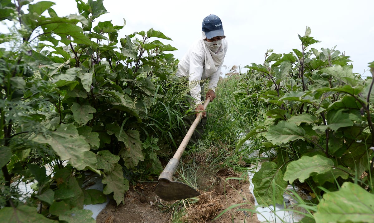 Anuncian ayudas federales para productores agrícolas afectados por la sequía