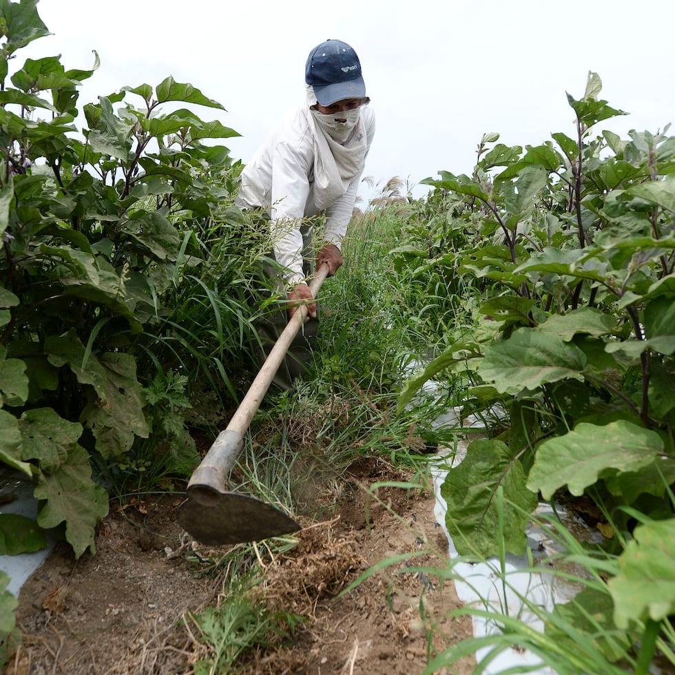 La disponibilidad de las ayudas dependerá del programa y la ubicación de la operación agrícola.