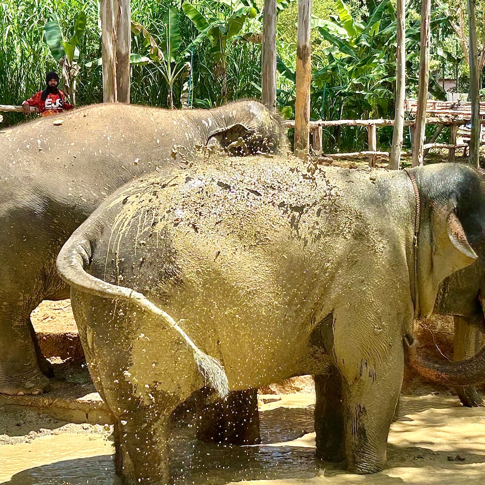 Dos elefantes en Tailandia toman un baño de fango para mitigar el calor. (Foto: Georgina Cruz)