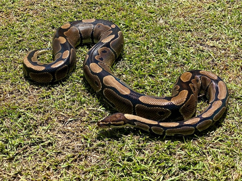 Imagen de archivo de una serpiente pitón capturada en Puerto Rico.