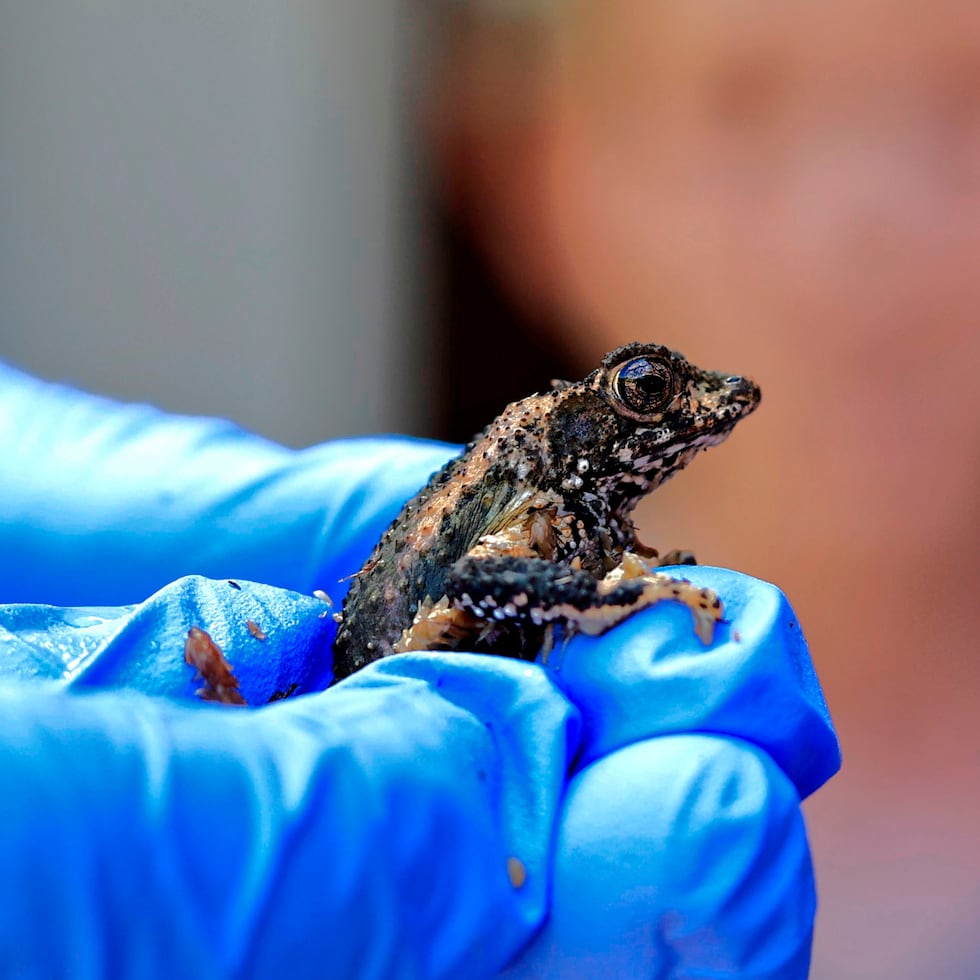 El sapo concho puertorriqueño (Peltophryne lemur, PRCT) es el único sapo nativo de Puerto Rico y Virgen Gorda.