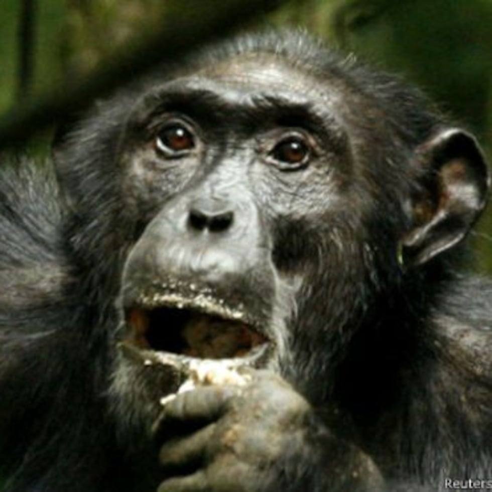 El consumo de fruta se produce a lo largo del día y los chimpancés no muestran signos evidentes de intoxicación. De hecho -aclaran los autores- para emborracharse, tendrían que comer tanta fruta que se les hincharía el estómago.