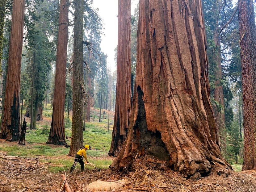ARCHIVO - En esta foto proporcionada por el Servicio de Parques Nacionales, un bombero despeja la maleza suelta alrededor de un árbol secuoya en Mariposa Grove en el Parque Nacional de Yosemite, California, en julio de 2022. (Garrett Dickman/NPS vía AP, Archivo)