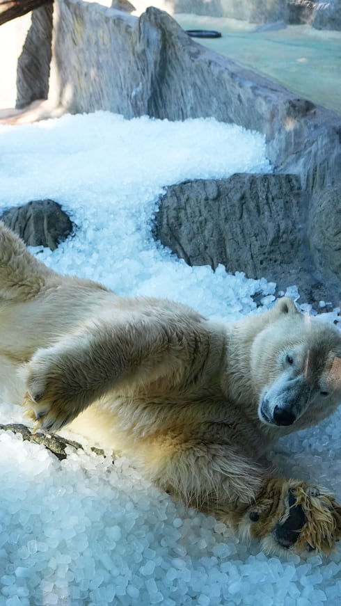 Los cuidadores del Zoológico de Praga emplean toneladas de hielo para darles a sus animales un alivio muy necesario, mientras otra ola de calor azotaba Europa.