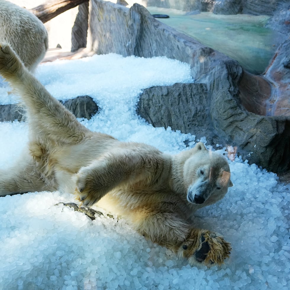 Los cuidadores del Zoológico de Praga emplean toneladas de hielo para darles a sus animales un alivio muy necesario, mientras otra ola de calor azotaba Europa.