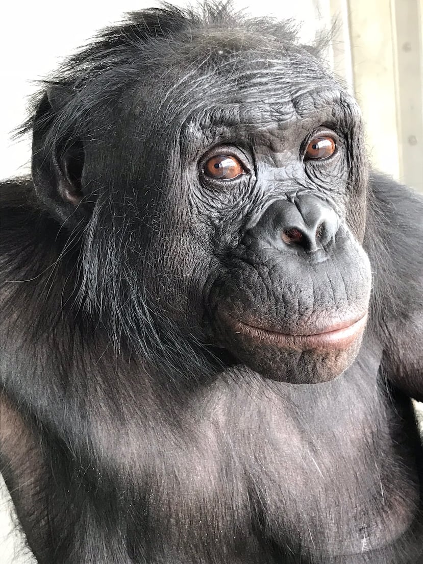 Esta foto, proporcionada por la Iniciativa Ape, muestra a Kanzi, un bonobo que aprendió a comunicarse con los humanos, en Des Moines, Iowa. (Iniciativa Ape vía AP)