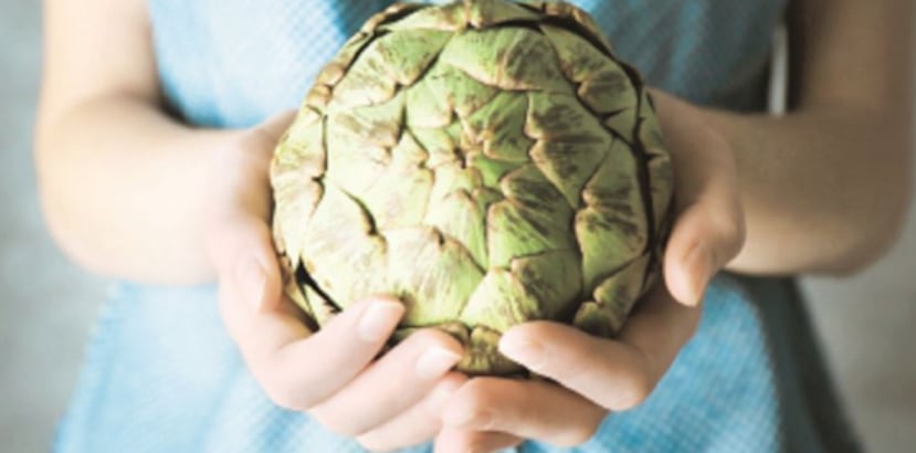 El extracto de la hoja es recomendado como remedio para la indigestión y dolores de estómago, debido al contenido de cinarina, ácido que aumenta la producción de bilis, que ayuda a acelerar el movimiento intestinal. (Archivo)