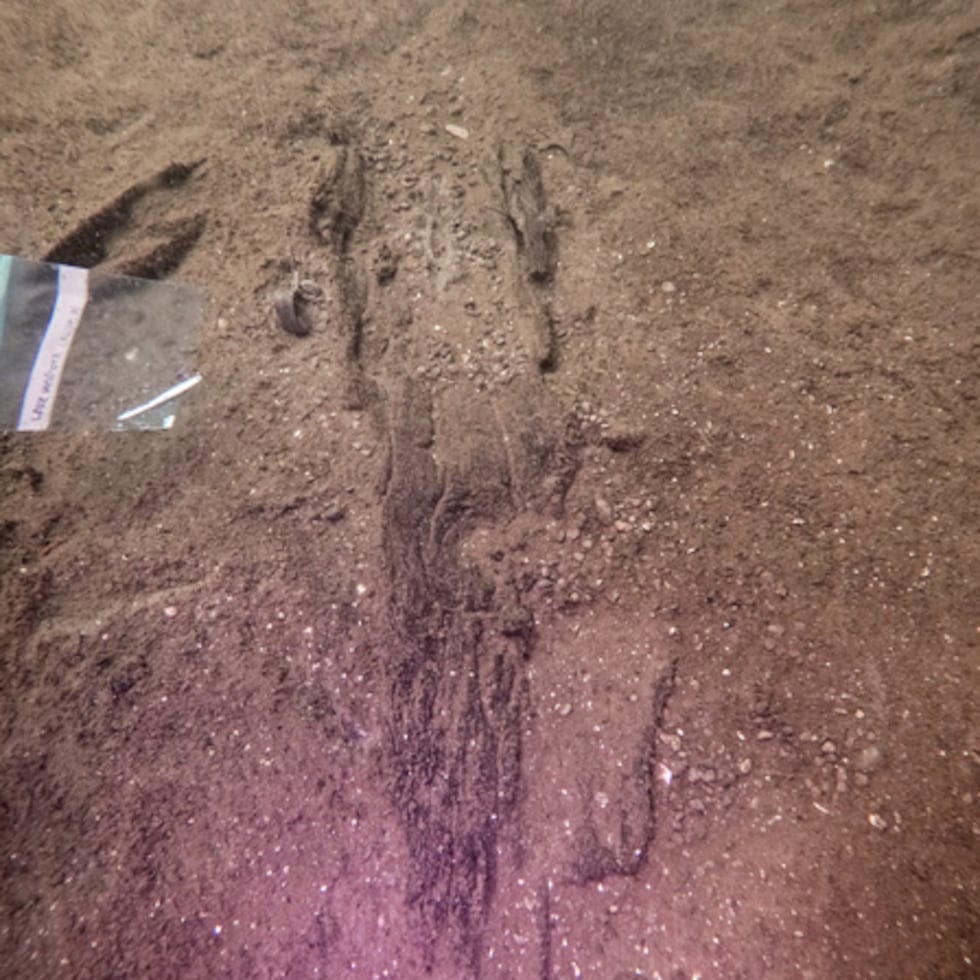Esta foto, proporcionada por la arqueóloga marítima de la Sociedad Histórica de Wisconsin, Tamara Thomsen, muestra los restos de una antigua canoa que reposan en el fondo del lago Mendota, en Madison, Wisconsin, en junio de 2025.