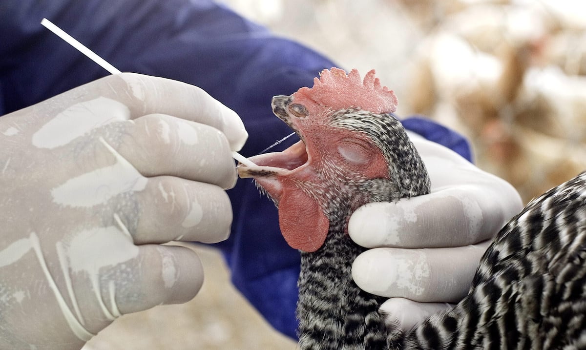 Departamento de Agricultura investiga casos sospechosos de influenza aviar en Cabo Rojo y Lajas