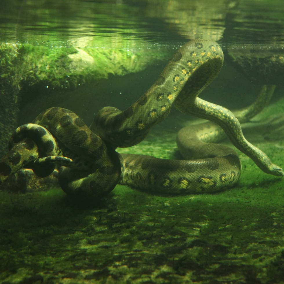 La Eunectes murinus es la especie que se encuentra en esa área de la Amazona donde se hizo el descubrimiento.