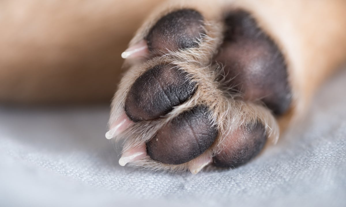Causa para arresto contra adulto mayor por presunto maltrato animal