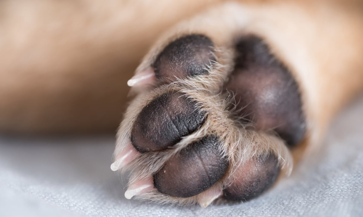Buscan a mujer que habría arrastrado y abandonado un perro frente a refugio en Humacao