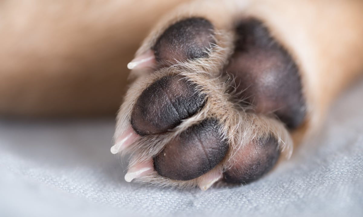 Dos personas resultan heridas tras ser mordidas por un perro en Río Piedras