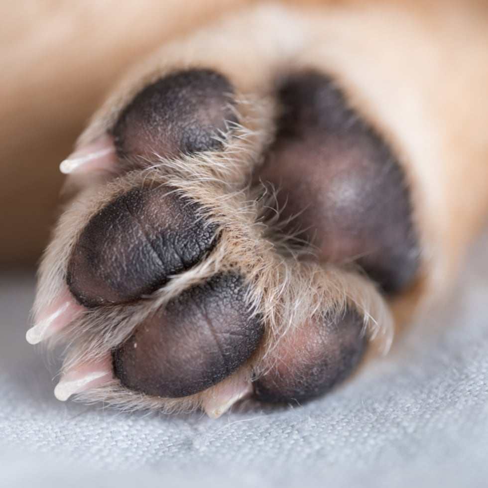 El caso es investigado por la Policía.