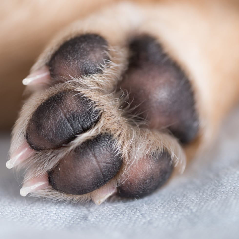 Según indicó la querellante en su declaración, alguien se llevó a su perra “Jazmine”, descrita como de color crema y de tamaño mediano.