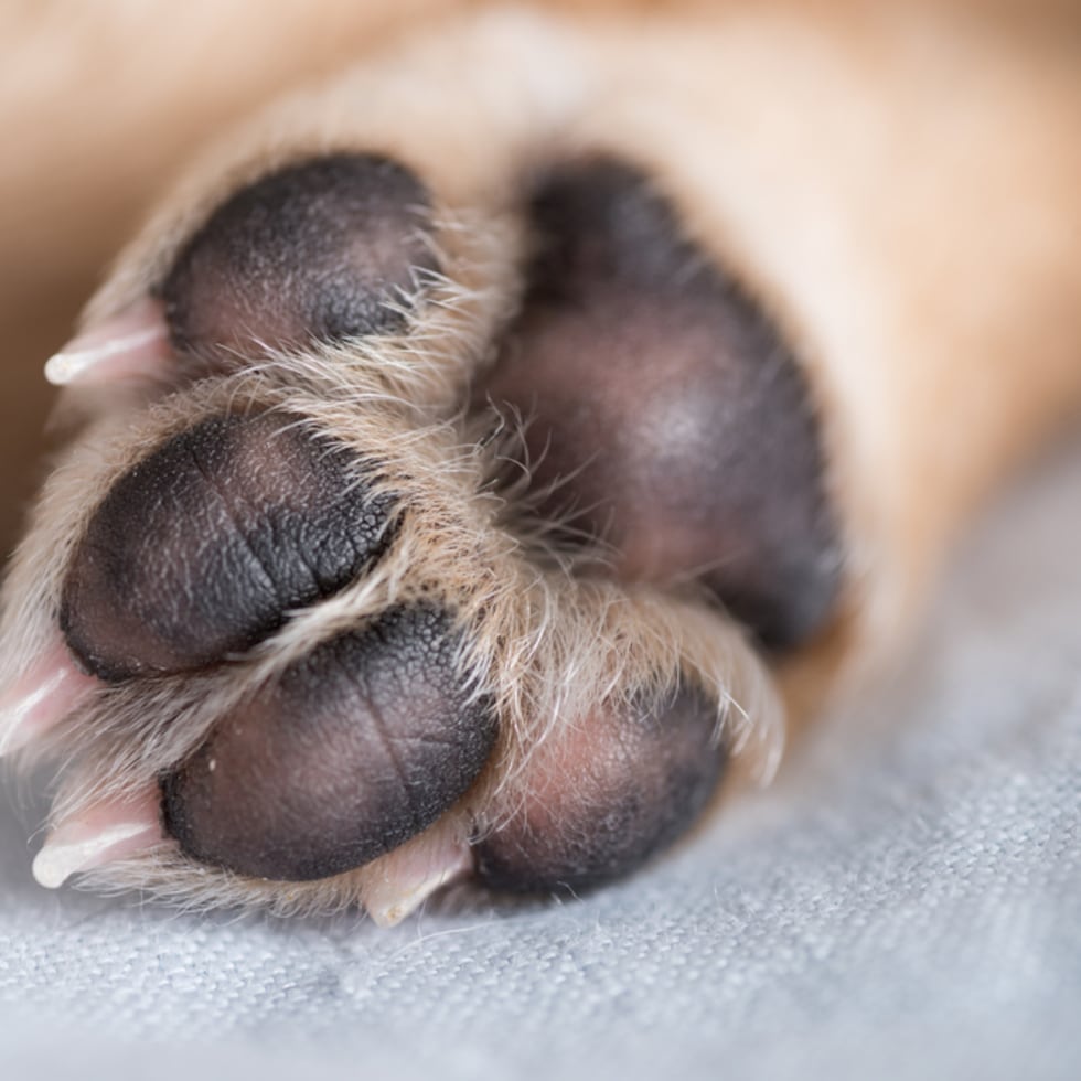 La mujer acordó encontrarse en el municipio de Camuy con el hombre para la entrega del perro.