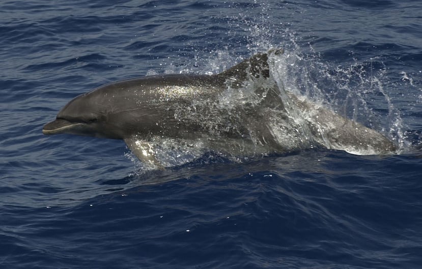 Las Fuerzas de Seguridad del movimiento islamista Hamás en Gaza capturaron hace unas semanas a un delfín bajo la sospecha de que hacía labores de espionaje para Israel. (GFR Media)