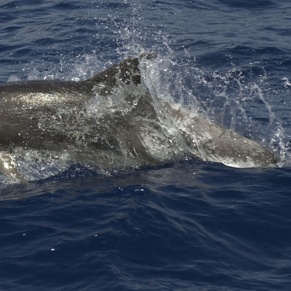 El Museo de Historia Natural de Venecia ha llamado desde sus redes sociales a no acercarse al animal