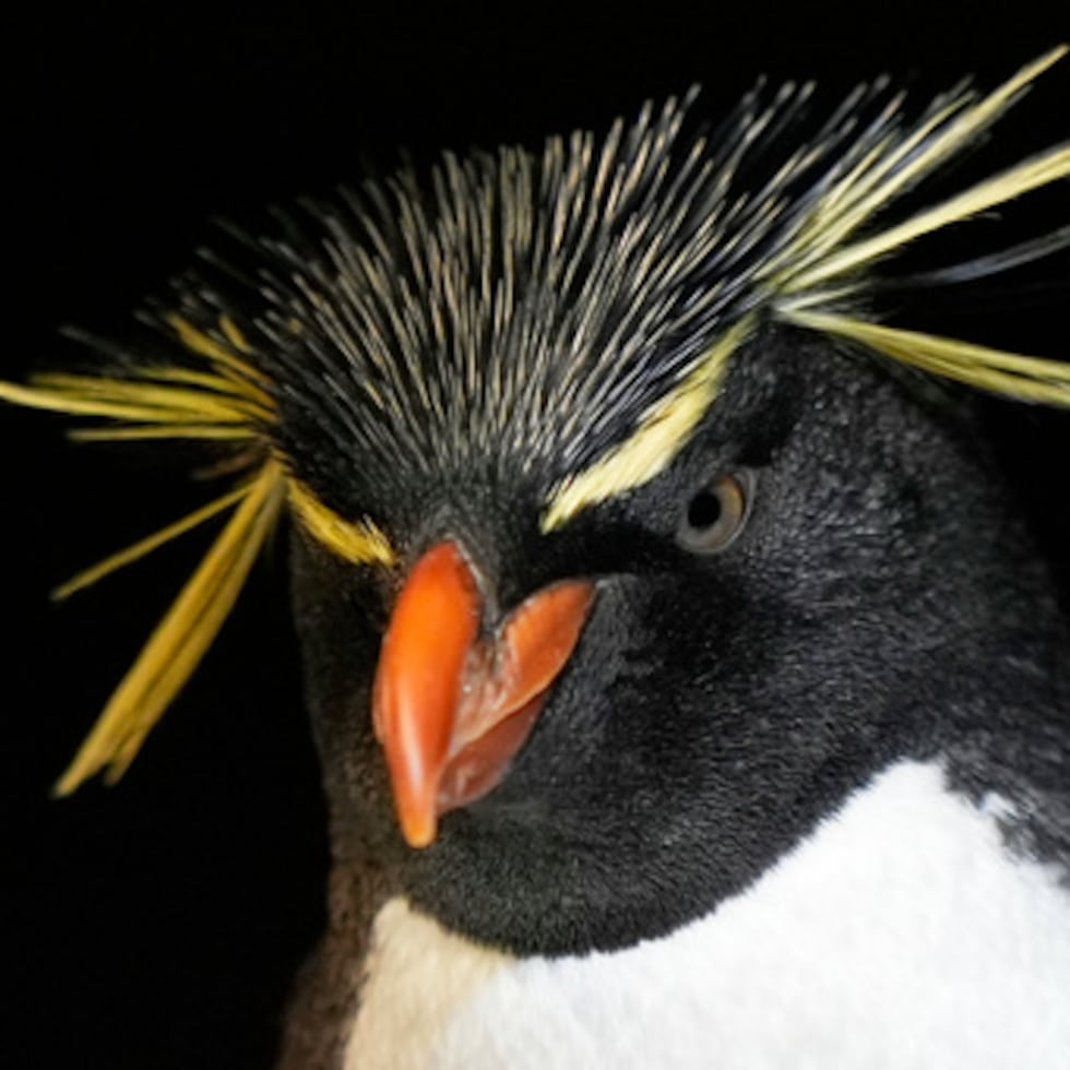 Pingüino de penacho anaranjado en acuario de Boston. ¡Belleza exótica!