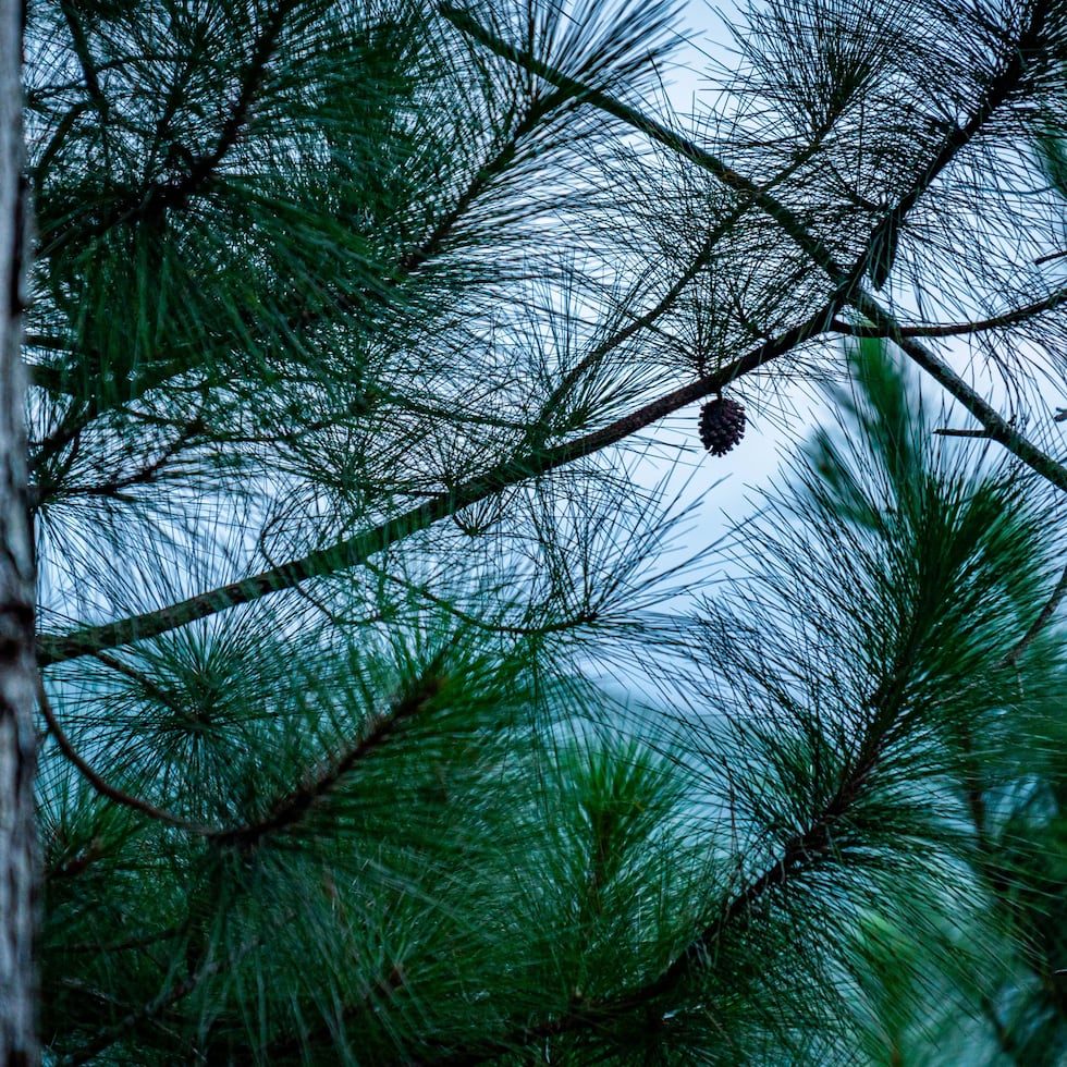 Una fotografía de archino de un pino.