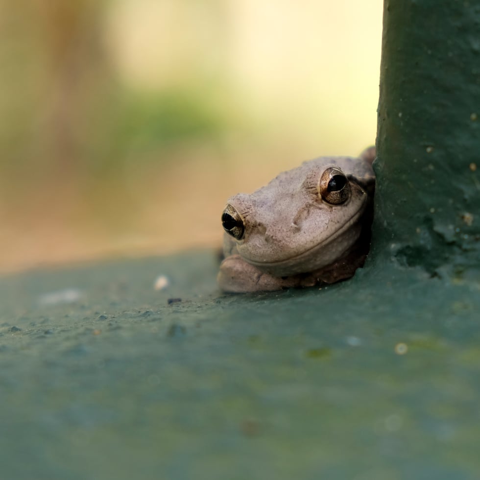 Una de las razones por las que esta especie invasora ha prosperado es la falta de depredadores naturales en el ecosistema local.