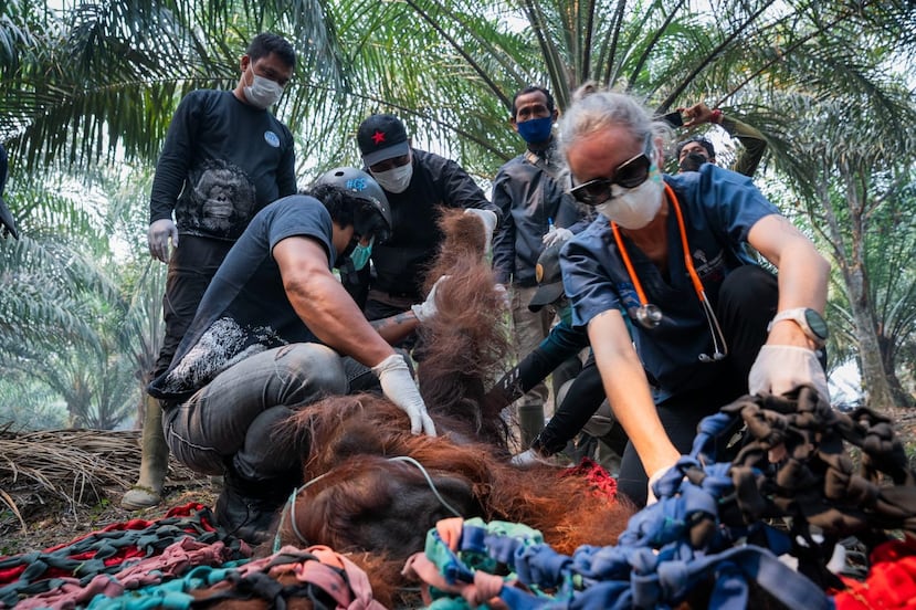 El orangután, un macho adulto llamado Sampurna, murió el mismo día que fue encontrado en una plantación de palma aceitera.