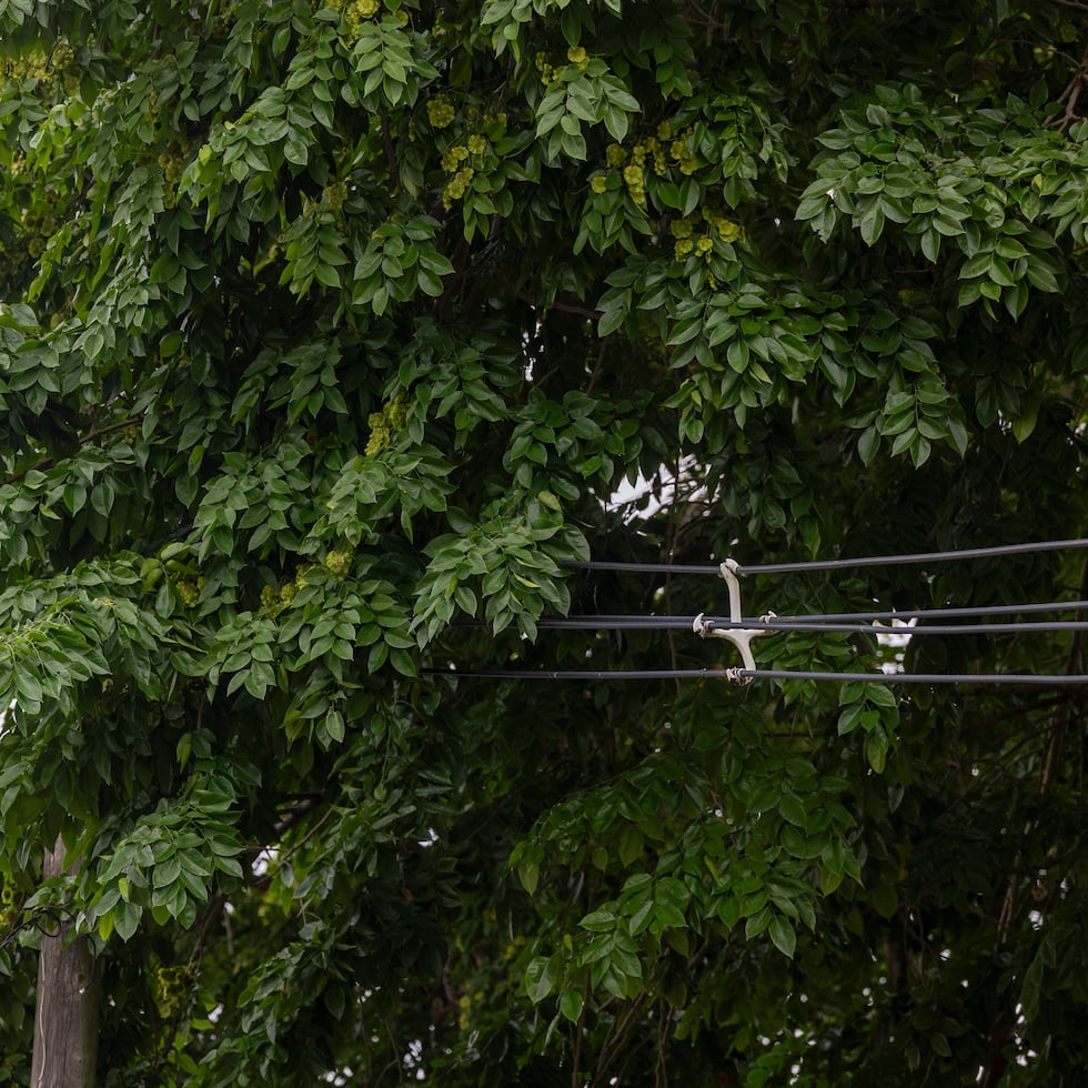 LUMA Energy is concurrently managing a $75 million vegetation management program with its own revenues and a federal initiative estimated to exceed $1.2 billion.