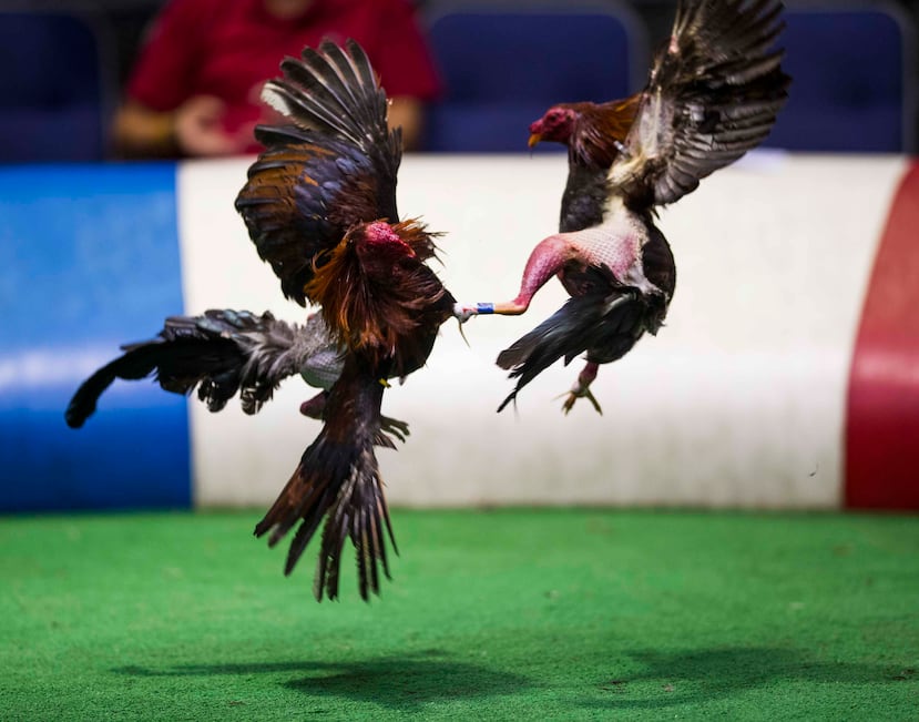 La peleas de gallos en Puerto Rico están en riesgo de convertirse en prohibidas si se firma la Ley Agrícola enmendada, proyecto aprobado por la Cámara y Senado Federal, que prohibirá dicha práctica en los territorios estadounidenses.
