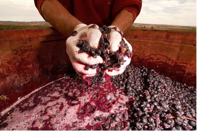 Es una apuesta por la viticultura tradicional, donde la naturaleza es la que provee con una uva única, y el ingenio humano la convierte en un lujo dentro de un mundo tecnologizado casi por completo.