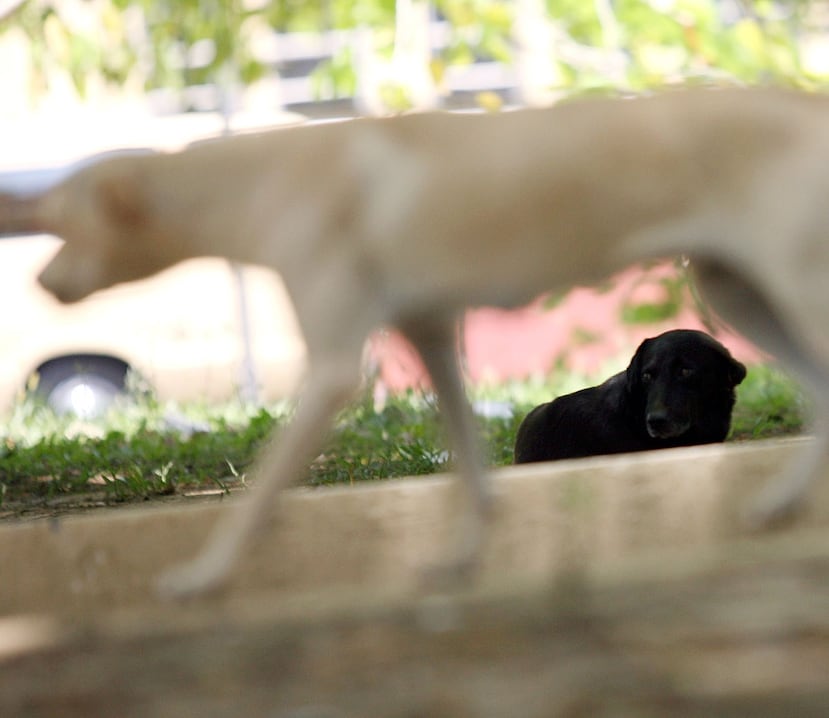 Las autoridades investigan el caso por maltrato animal. (GFR Media)