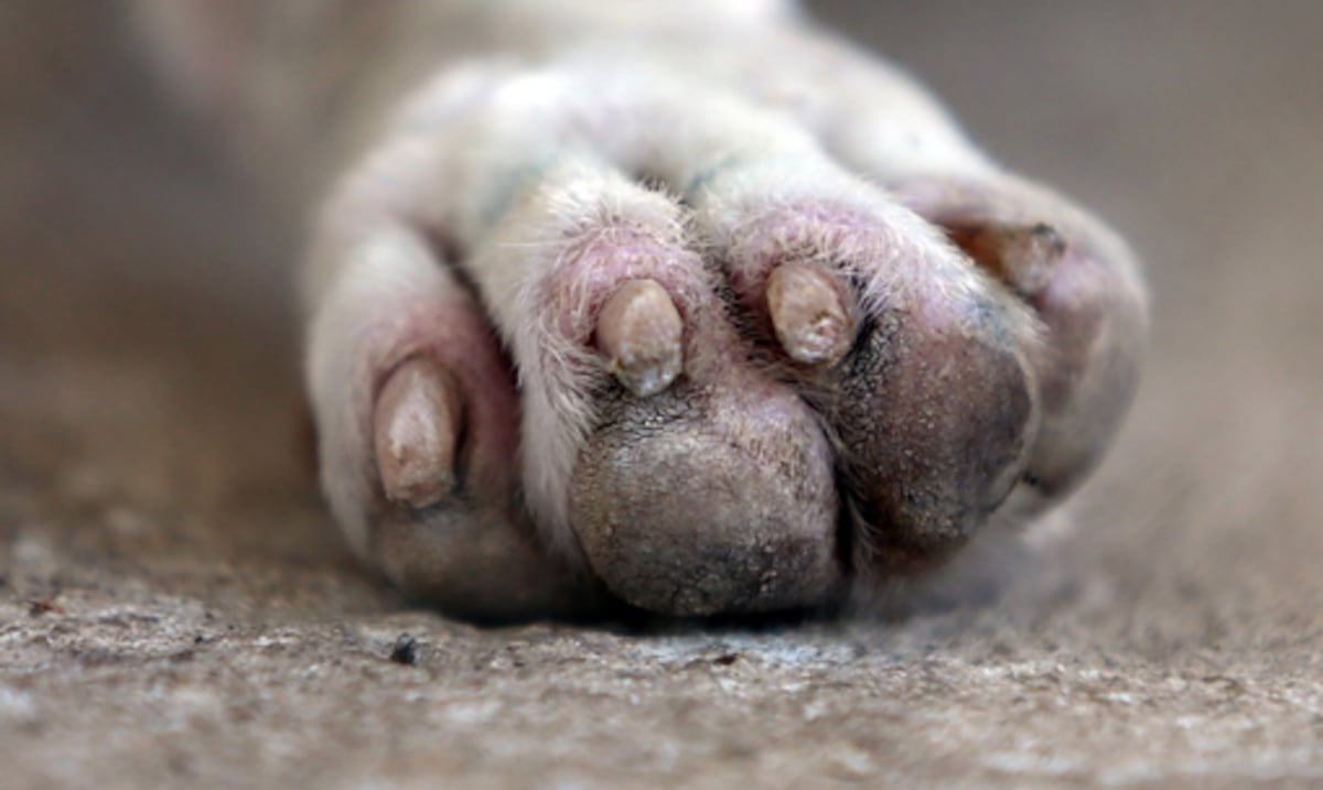 Arrestan a hombre que supuestamente mató a la mascota de su vecino en Barceloneta