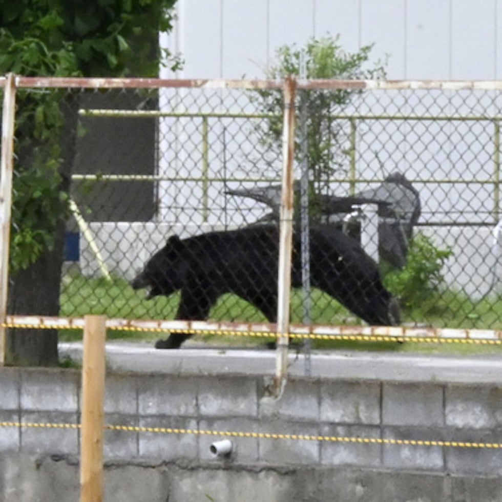 Un oso camina por las instalaciones de una oficina en Fukushima, Japón, el martes 2 de junio de 2026.